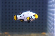 画像1: 【海水魚・クマノミ】【通販】フロストバイトクラウンフィッシュ(個体販売）（±4cm）No.1（生体）(海水魚) (1)