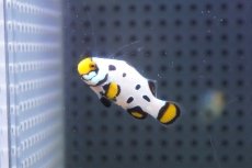 画像2: 【海水魚・クマノミ】【通販】フロストバイトクラウンフィッシュ(個体販売）（±4cm）No.1（生体）(海水魚) (2)