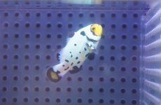 画像1: 【海水魚・クマノミ】【通販】フロストバイトクラウンフィッシュ(個体販売）（±4cm）No.2（生体）(海水魚) (1)