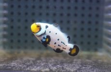 画像2: 【海水魚・クマノミ】【通販】フロストバイトクラウンフィッシュ(個体販売）（±4cm）No.2（生体）(海水魚) (2)