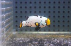 画像1: 【海水魚・クマノミ】【通販】フロストバイトクラウンフィッシュ(個体販売）（±4cm）No.3（生体）(海水魚) (1)