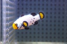 画像2: 【海水魚・クマノミ】【通販】フロストバイトクラウンフィッシュ(個体販売）（±4cm）No.3（生体）(海水魚) (2)