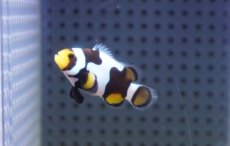 画像1: 【海水魚・クマノミ】【通販】ブラックピカソクラウンフィッシュ(個体販売）（±4cm）No.1（生体）(海水魚) (1)