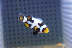画像2: 【海水魚・クマノミ】【通販】ブラックピカソクラウンフィッシュ(個体販売）（±4cm）No.1（生体）(海水魚) (2)