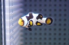 画像1: 【海水魚・クマノミ】【通販】ブラックピカソクラウンフィッシュ(個体販売）（±4cm）No.2（生体）(海水魚) (1)