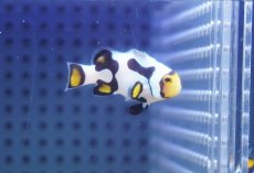 画像2: 【海水魚・クマノミ】【通販】ブラックピカソクラウンフィッシュ(個体販売）（±4cm）No.2（生体）(海水魚) (2)