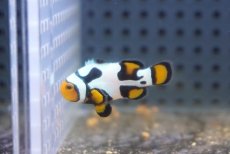 画像1: 【海水魚・クマノミ】【通販】ブラックピカソクラウンフィッシュ(個体販売）（±4cm）No.3（生体）(海水魚) (1)