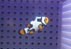 画像2: 【海水魚・クマノミ】【通販】ブラックピカソクラウンフィッシュ(個体販売）（±4cm）No.3（生体）(海水魚) (2)