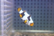 画像1: 【海水魚・クマノミ】【通販】ブラックピカソクラウンフィッシュ(個体販売）（±4cm）No.4（生体）(海水魚) (1)