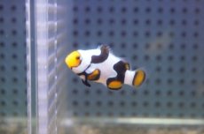 画像2: 【海水魚・クマノミ】【通販】ブラックピカソクラウンフィッシュ(個体販売）（±4cm）No.4（生体）(海水魚) (2)