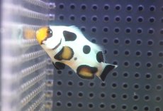 画像1: 【海水魚・クマノミ】【通販】人工飼料OK♪ブラックピカソクラウンフィッシュ（M)(個体販売）（±5.5cm）No.1（生体）(海水魚) (1)