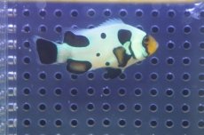 画像2: 【海水魚・クマノミ】【通販】人工飼料OK♪ブラックピカソクラウンフィッシュ（M)(個体販売）（±5.5cm）No.1（生体）(海水魚) (2)