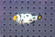 画像1: 【海水魚・クマノミ】【通販】人工飼料OK♪ブラックピカソクラウンフィッシュ（S)(個体販売）（±3.5cm）No.2（生体）(海水魚) (1)