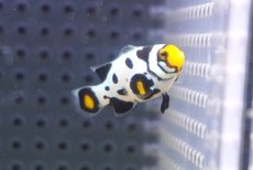画像2: 【海水魚・クマノミ】【通販】人工飼料OK♪ブラックピカソクラウンフィッシュ（S)(個体販売）（±3.5cm）No.2（生体）(海水魚) (2)
