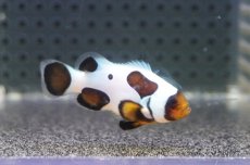 画像1: 【海水魚・クマノミ】【通販】人工飼料OK♪ブラックピカソクラウンフィッシュ（M)(個体販売）（±4.5cm）No.3（生体）(海水魚) (1)