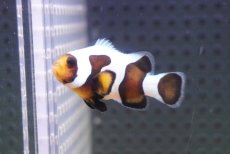 画像2: 【海水魚・クマノミ】【通販】人工飼料OK♪ブラックピカソクラウンフィッシュ（M)(個体販売）（±4.5cm）No.3（生体）(海水魚) (2)