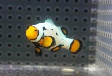 画像1: 【海水魚・クマノミ】【通販】人工飼料OK♪フロストバイトクラウンフィッシュ(個体販売）（±4.5cm）No.1（生体）(海水魚) (1)