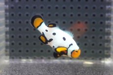 画像2: 【海水魚・クマノミ】【通販】人工飼料OK♪フロストバイトクラウンフィッシュ(個体販売）（±4.5cm）No.1（生体）(海水魚) (2)