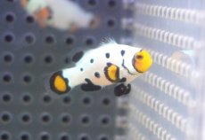 画像1: 【海水魚・クマノミ】【通販】人工飼料OK♪フロストバイトクラウンフィッシュ(個体販売）（±3.5cm）No.2（生体）(海水魚) (1)