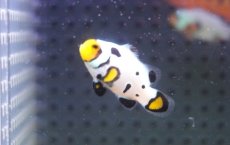 画像2: 【海水魚・クマノミ】【通販】人工飼料OK♪フロストバイトクラウンフィッシュ(個体販売）（±3.5cm）No.2（生体）(海水魚) (2)