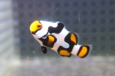 画像1: 【海水魚・クマノミ】【通販】人工飼料OK♪ブラックピカソクラウンフィッシュ（S)(個体販売）（±4cm）No.4（生体）(海水魚) (1)