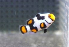 画像2: 【海水魚・クマノミ】【通販】人工飼料OK♪ブラックピカソクラウンフィッシュ（S)(個体販売）（±4cm）No.4（生体）(海水魚) (2)