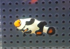 画像1: 【海水魚・クマノミ】【通販】人工飼料OK♪ブラックピカソクラウンフィッシュ（S)(個体販売）（±4cm）No.5（生体）(海水魚) (1)
