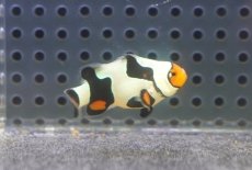 画像2: 【海水魚・クマノミ】【通販】人工飼料OK♪ブラックピカソクラウンフィッシュ（S)(個体販売）（±4cm）No.5（生体）(海水魚) (2)