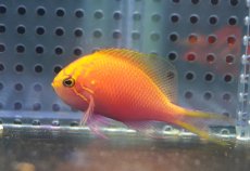 画像1: 【海水魚・ゴンべ】【通販】状態良好♪ハナゴンべ（Mサイズ）(個体販売）（±5.5-6cm）No.1（生体）(海水魚) (1)