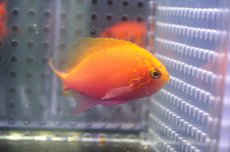 画像2: 【海水魚・ゴンべ】【通販】状態良好♪ハナゴンべ（Mサイズ）(個体販売）（±5.5-6cm）No.1（生体）(海水魚) (2)