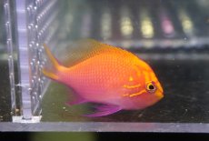 画像1: 【海水魚・ゴンべ】【通販】状態良好♪ハナゴンべ（Mサイズ）(個体販売）（±5.5-6cm）No.2（生体）(海水魚) (1)