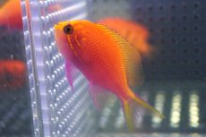 画像2: 【海水魚・ゴンべ】【通販】状態良好♪ハナゴンべ（Mサイズ）(個体販売）（±5.5-6cm）No.2（生体）(海水魚) (2)