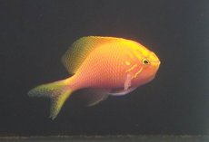 画像1: 【海水魚・ゴンべ】【通販】状態良好♪ハナゴンべ（MLサイズ）(個体販売）（±7-7.5cm）No.3（生体）(海水魚) (1)