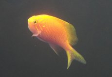 画像2: 【海水魚・ゴンべ】【通販】状態良好♪ハナゴンべ（MLサイズ）(個体販売）（±7-7.5cm）No.3（生体）(海水魚) (2)