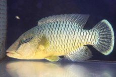 画像1: 【海水魚・ベラ】【通販】状態良好♪【石垣島産】ナポレオンフィッシュ（メガネモチノウオ）(個体販売）（±33cm） （生体）(海水魚) (1)