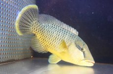画像2: 【海水魚・ベラ】【通販】状態良好♪【石垣島産】ナポレオンフィッシュ（メガネモチノウオ）(個体販売）（±33cm） （生体）(海水魚) (2)