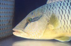 画像3: 【海水魚・ベラ】【通販】状態良好♪【石垣島産】ナポレオンフィッシュ（メガネモチノウオ）(個体販売）（±33cm） （生体）(海水魚) (3)