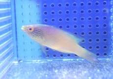 画像1: 【海水魚・ベラ】【通販】人工飼料OK♪【マーシャル島産】ローンボイドフェアリーラス（♀）(個体販売）（±7cm） （生体）(海水魚) (1)