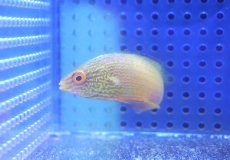 画像2: 【海水魚・ベラ】【通販】人工飼料OK♪【マーシャル島産】ローンボイドフェアリーラス（♀）(個体販売）（±7cm） （生体）(海水魚) (2)