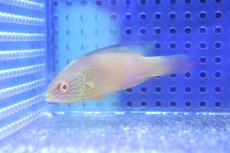 画像3: 【海水魚・ベラ】【通販】人工飼料OK♪【マーシャル島産】ローンボイドフェアリーラス（♀）(個体販売）（±7cm） （生体）(海水魚) (3)