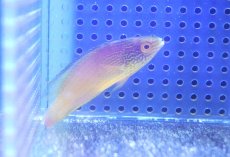 画像4: 【海水魚・ベラ】【通販】人工飼料OK♪【マーシャル島産】ローンボイドフェアリーラス（♀）(個体販売）（±7cm） （生体）(海水魚) (4)
