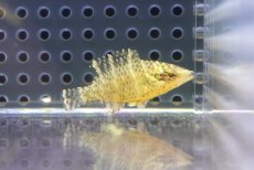 画像1: 【10%OFF対象商品30周年セール】 【海水魚・ベラ】【通販】可愛いサイズです♪【沖縄産】ナポレオンフィッシュ（Baby）(個体販売）（±4cm）No.1（生体）(海水魚) (1)