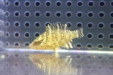 画像2: 【10%OFF対象商品30周年セール】 【海水魚・ベラ】【通販】可愛いサイズです♪【沖縄産】ナポレオンフィッシュ（Baby）(個体販売）（±4cm）No.1（生体）(海水魚) (2)