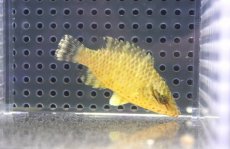 画像1: 【10%OFF対象商品30周年セール】 【海水魚・ベラ】【通販】可愛いサイズです♪【沖縄産】ナポレオンフィッシュ（Sサイズ）(個体販売）（±6.5cm）No.2（生体）(海水魚) (1)
