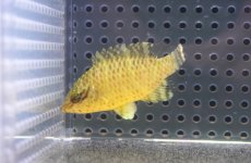 画像2: 【10%OFF対象商品30周年セール】 【海水魚・ベラ】【通販】可愛いサイズです♪【沖縄産】ナポレオンフィッシュ（Sサイズ）(個体販売）（±6.5cm）No.2（生体）(海水魚) (2)