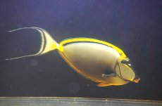 画像1: 【海水魚・ハギ】【通販】状態良好♪【インド洋産】ミヤコテングハギ（XXLサイズ）(個体販売）（±30cm）（生体）(海水魚) (1)