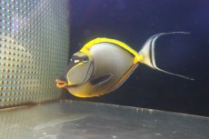 画像2: 【海水魚・ハギ】【通販】状態良好♪【インド洋産】ミヤコテングハギ（XXLサイズ）(個体販売）（±30cm）（生体）(海水魚) (2)