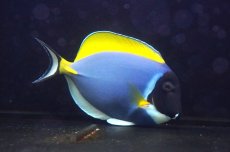 画像1: 【海水魚・ハギ】【通販】状態良好♪パウダーブルータン（XLサイズ）(個体販売）（±18-19cm） No.1（生体）(海水魚) (1)