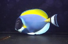 画像2: 【海水魚・ハギ】【通販】状態良好♪パウダーブルータン（XLサイズ）(個体販売）（±18-19cm） No.1（生体）(海水魚) (2)