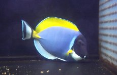 画像1: 【海水魚・ハギ】【通販】状態良好♪パウダーブルータン（Lサイズ）(個体販売）（±14-15cm） No.2（生体）(海水魚) (1)